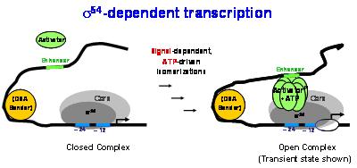 ResearchInterests RNA Polymerase browse